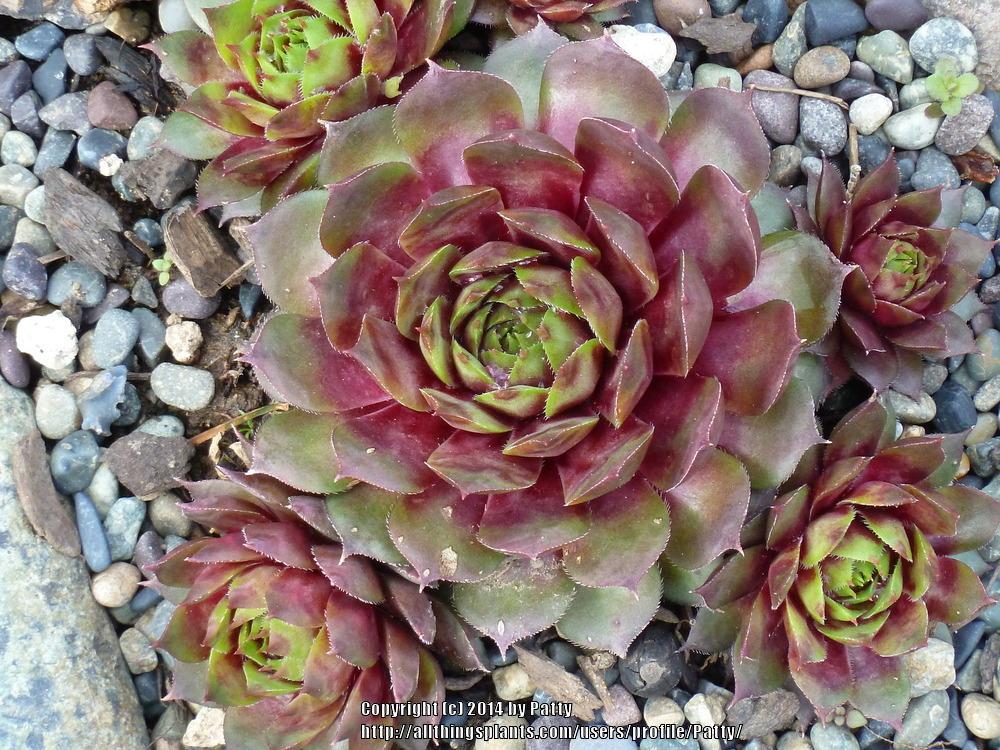 Photo of Hen and Chicks (Sempervivum 'Merlin') uploaded by Patty