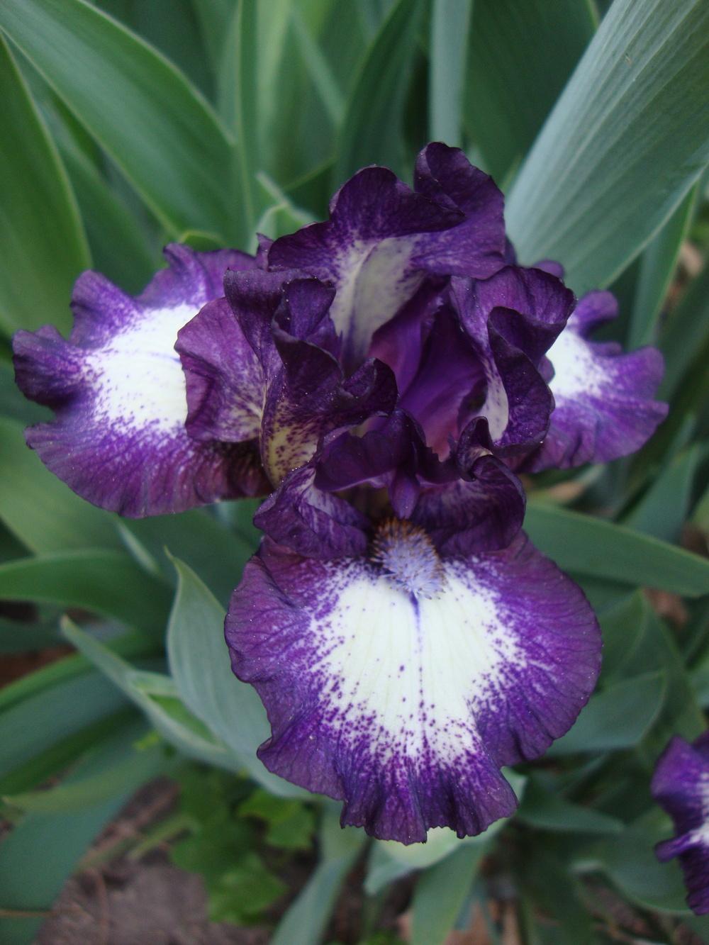 Photo of Standard Dwarf Bearded Iris (Iris 'Dark Design') uploaded by Paul2032