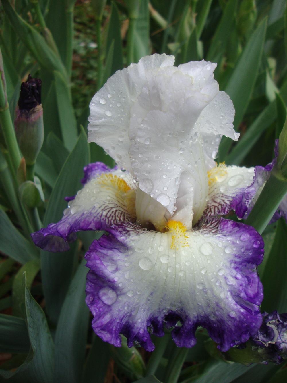 Photo of Tall Bearded Iris (Iris 'Beyond Borders') uploaded by Paul2032
