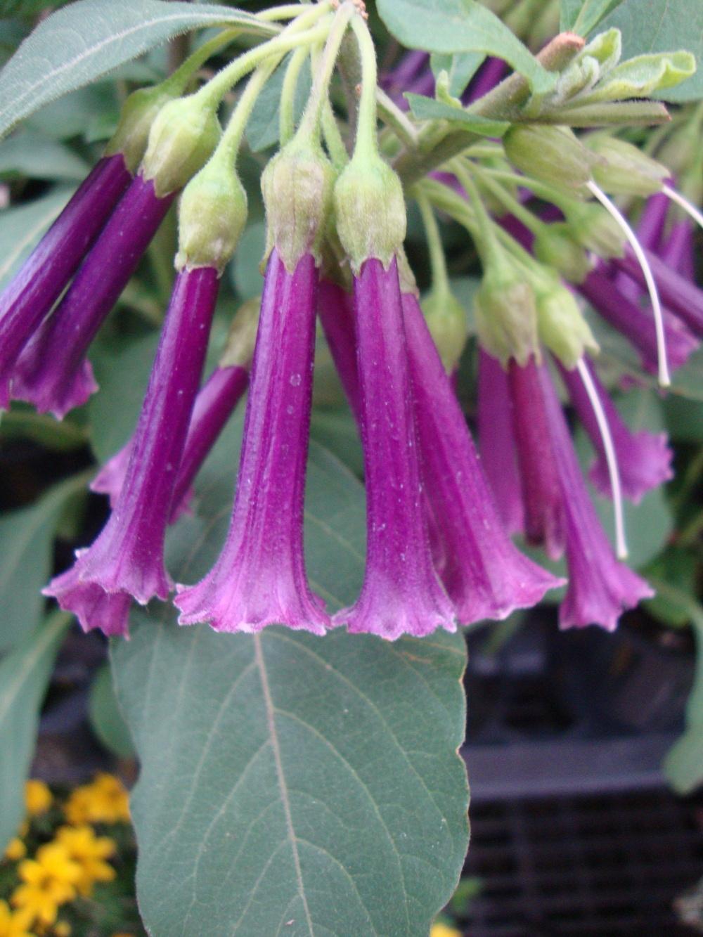 Photo of Purple Violet Tubeflower (Iochroma Royal Queen™ Purple) uploaded by Paul2032