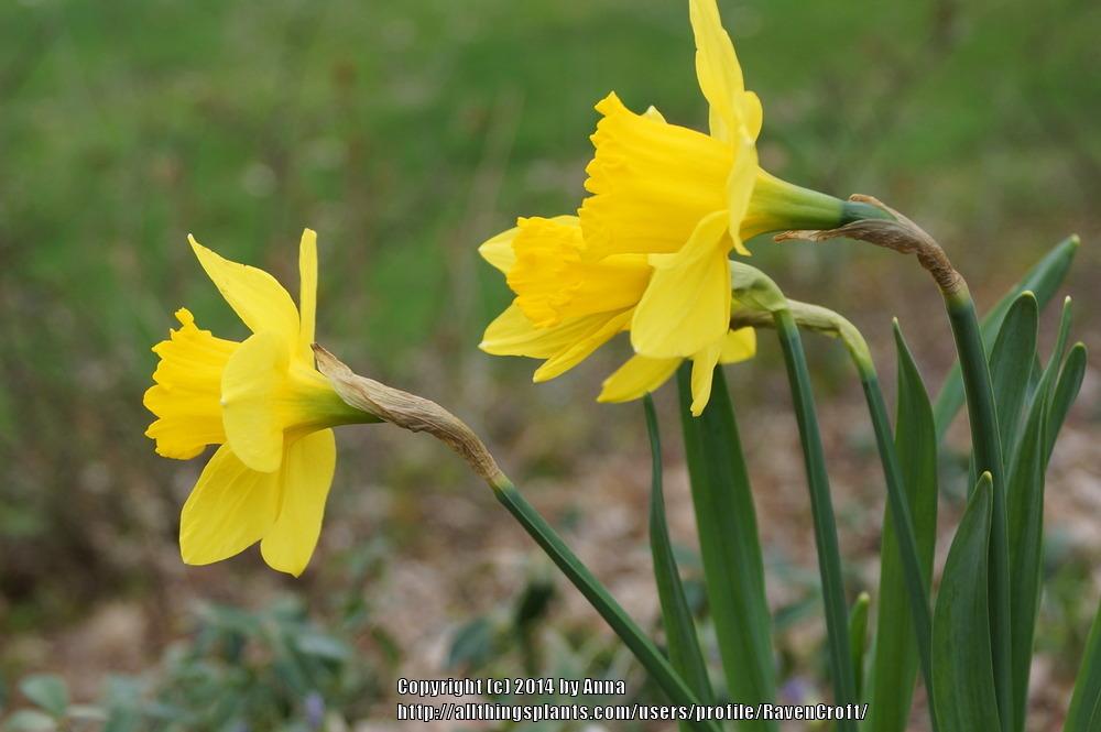 Photo of Trumpet Narcissus (Narcissus 'King Alfred') uploaded by RavenCroft