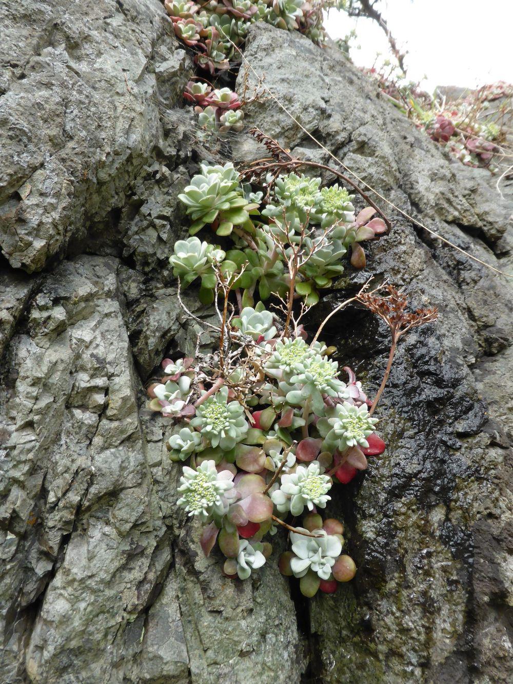 Photo of Pacific Stonecrop (Sedum spathulifolium) uploaded by growitall