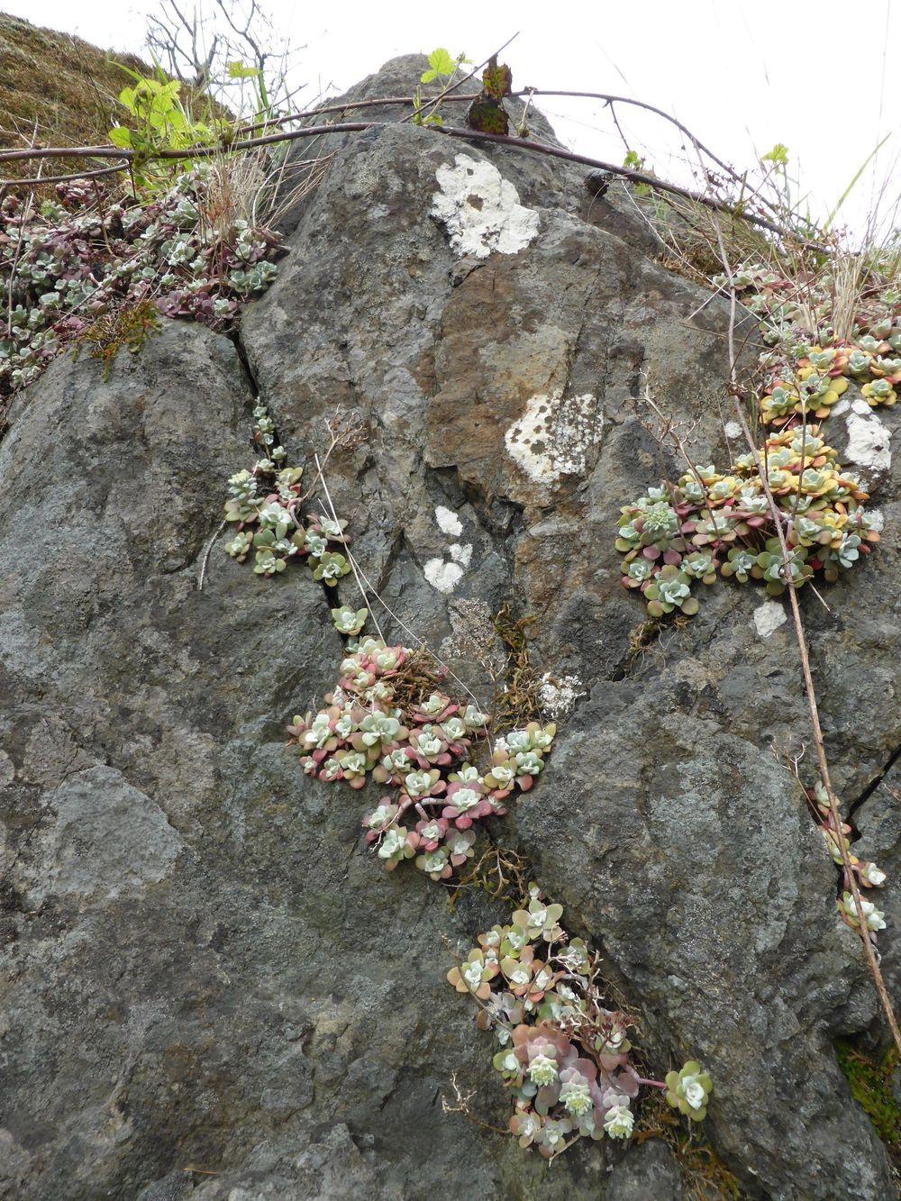 Photo of Pacific Stonecrop (Sedum spathulifolium) uploaded by growitall