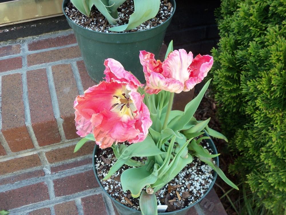 Photo of Tulip (Tulipa 'Weber's Parrot') uploaded by virginiarose