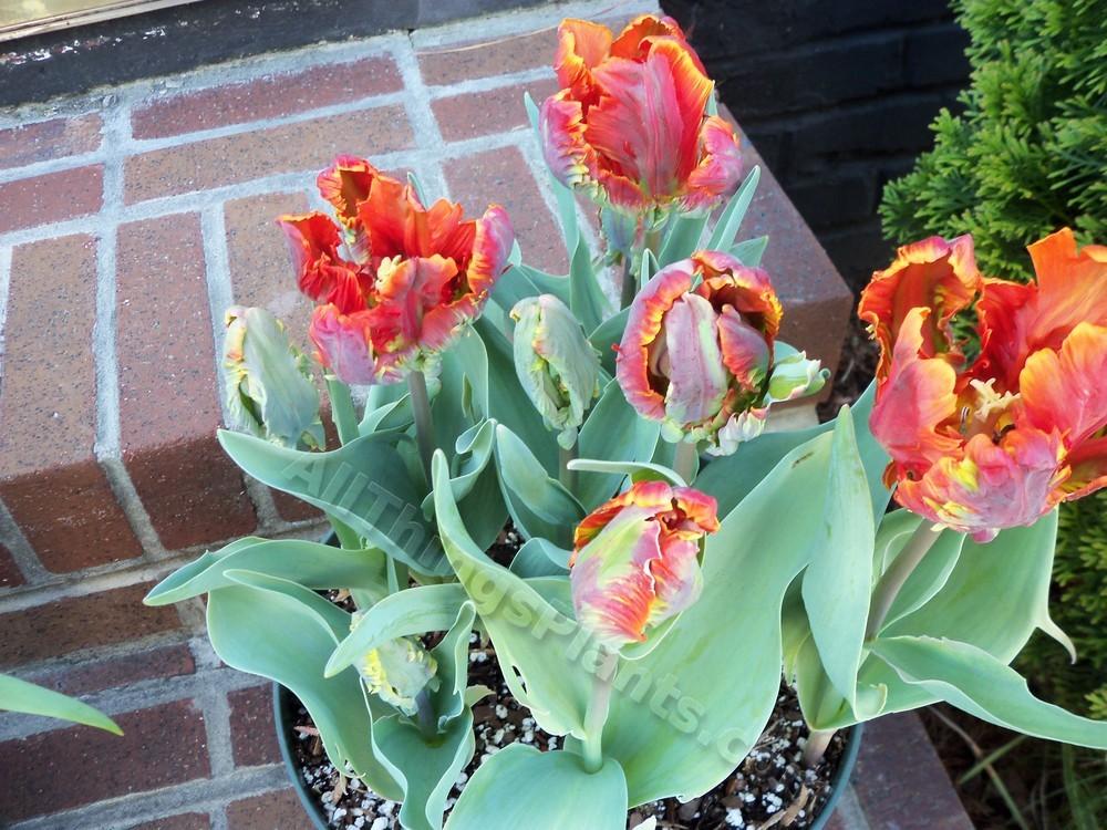 Photo of Tulip (Tulipa 'Orange Favourite') uploaded by virginiarose