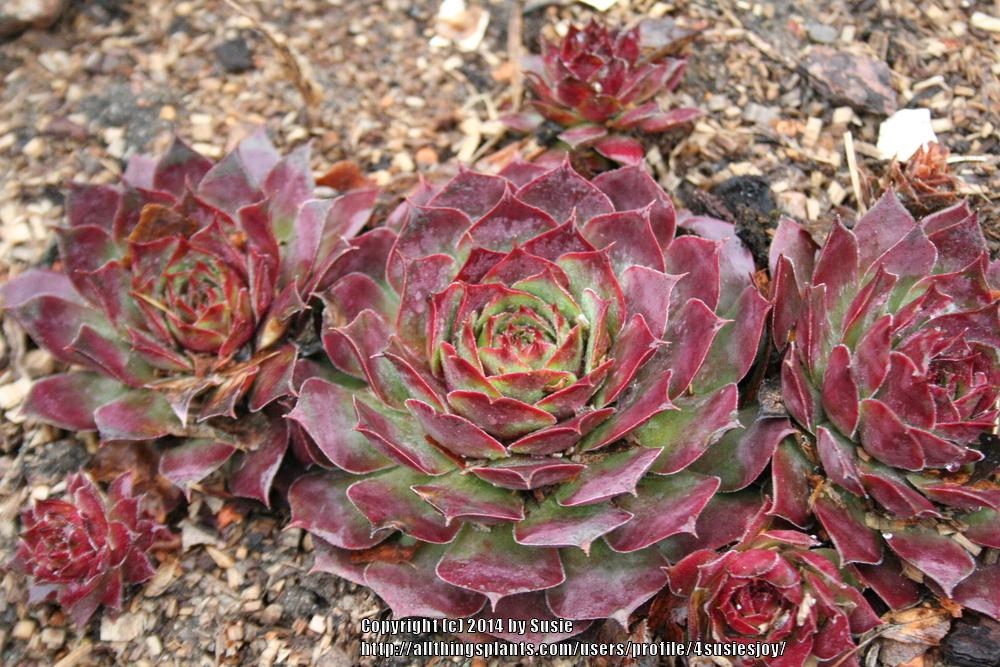 Photo of Hen and Chicks (Sempervivum 'Jungle Fires') uploaded by 4susiesjoy
