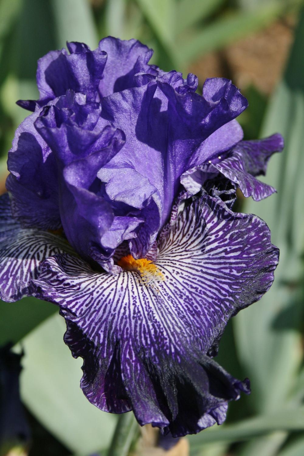 Photo of Tall Bearded Iris (Iris 'Clotho's Web') uploaded by Calif_Sue