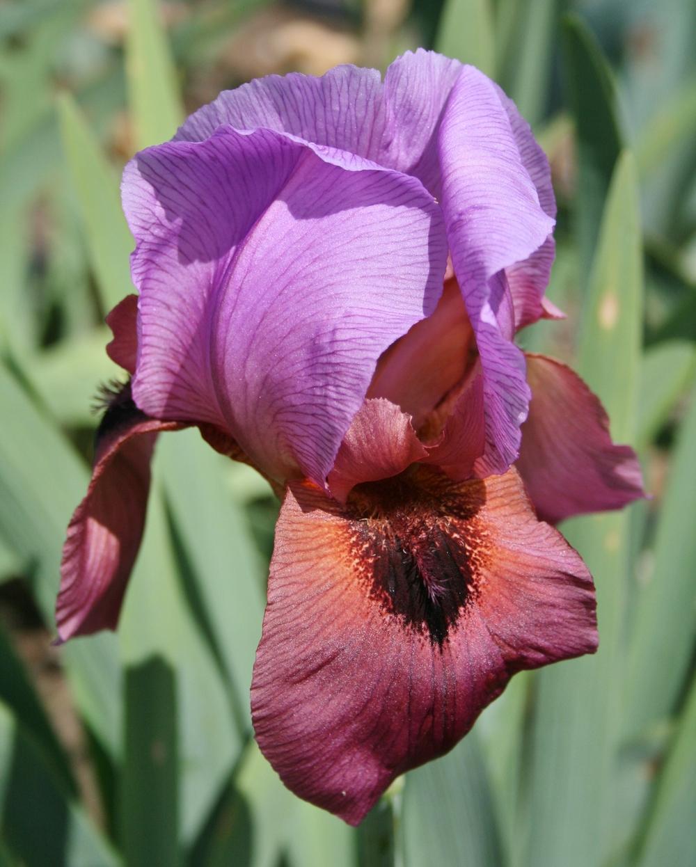 Photo of Arilbred Iris (Iris 'Enchanter's Spell') uploaded by Calif_Sue