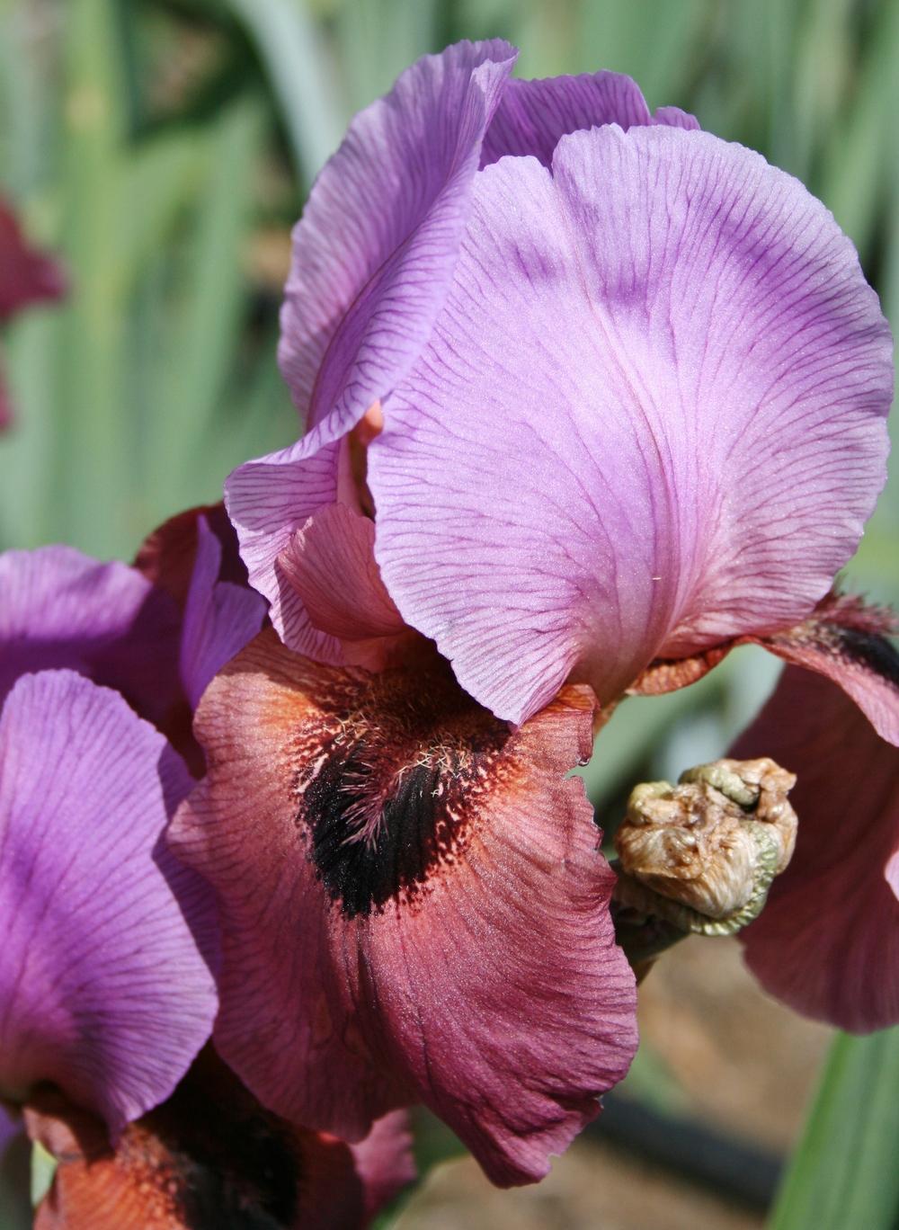 Photo of Arilbred Iris (Iris 'Enchanter's Spell') uploaded by Calif_Sue