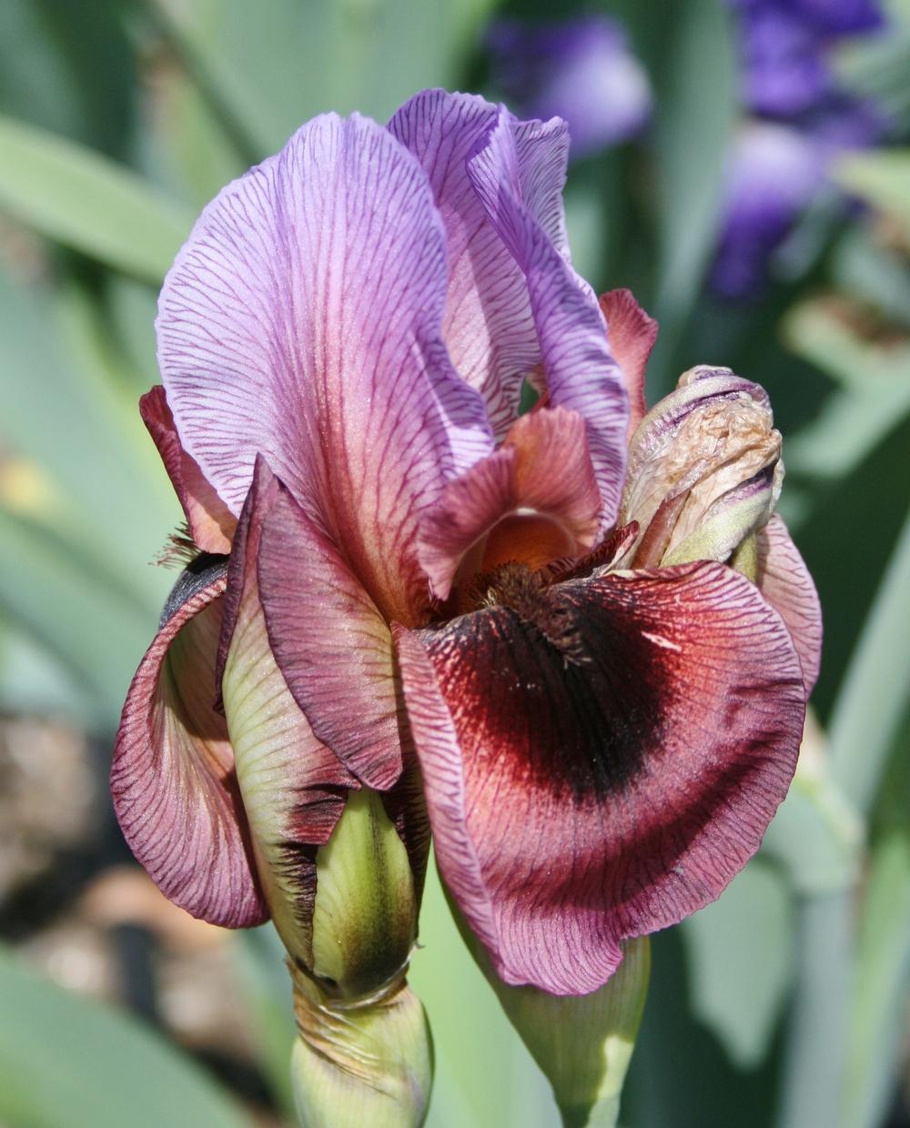 Photo of Arilbred Iris (Iris 'New Vision') uploaded by Calif_Sue