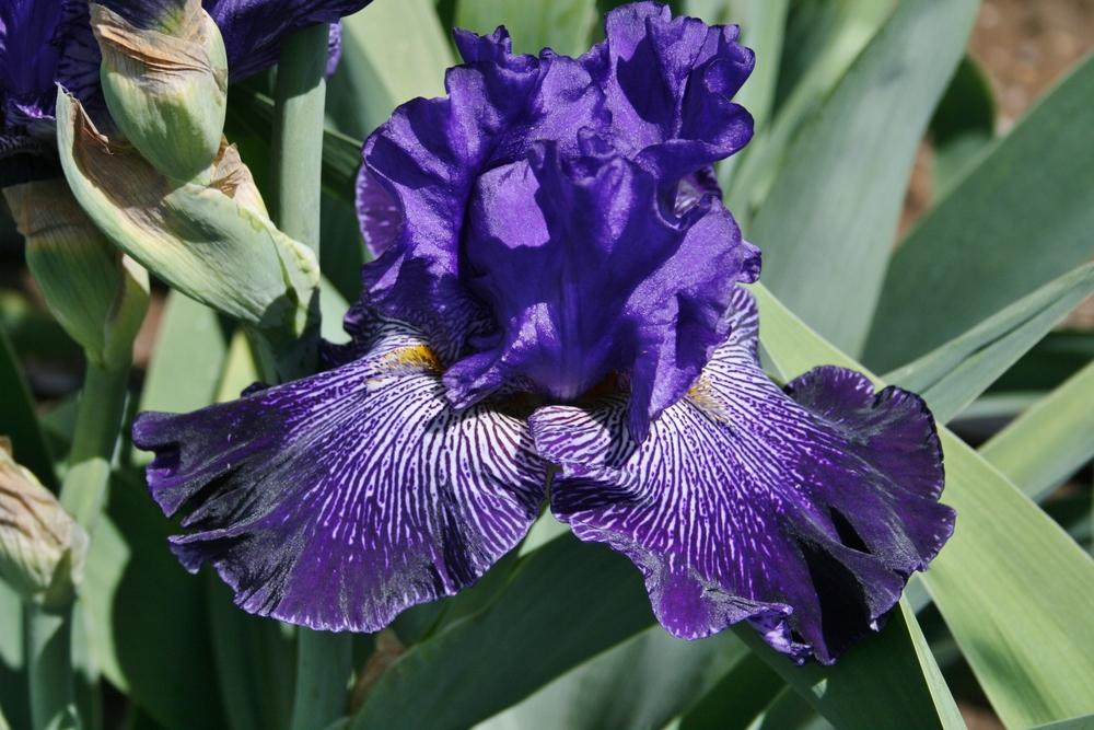 Photo of Tall Bearded Iris (Iris 'Clotho's Web') uploaded by Calif_Sue