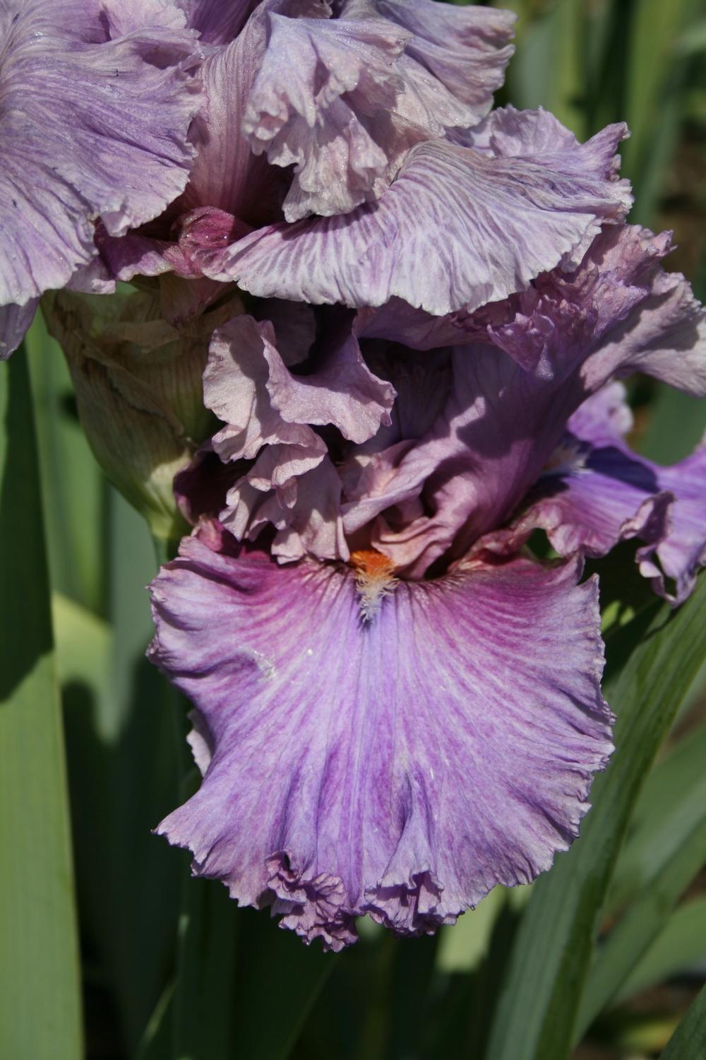 Photo of Tall Bearded Iris (Iris 'Enchanter') uploaded by Calif_Sue
