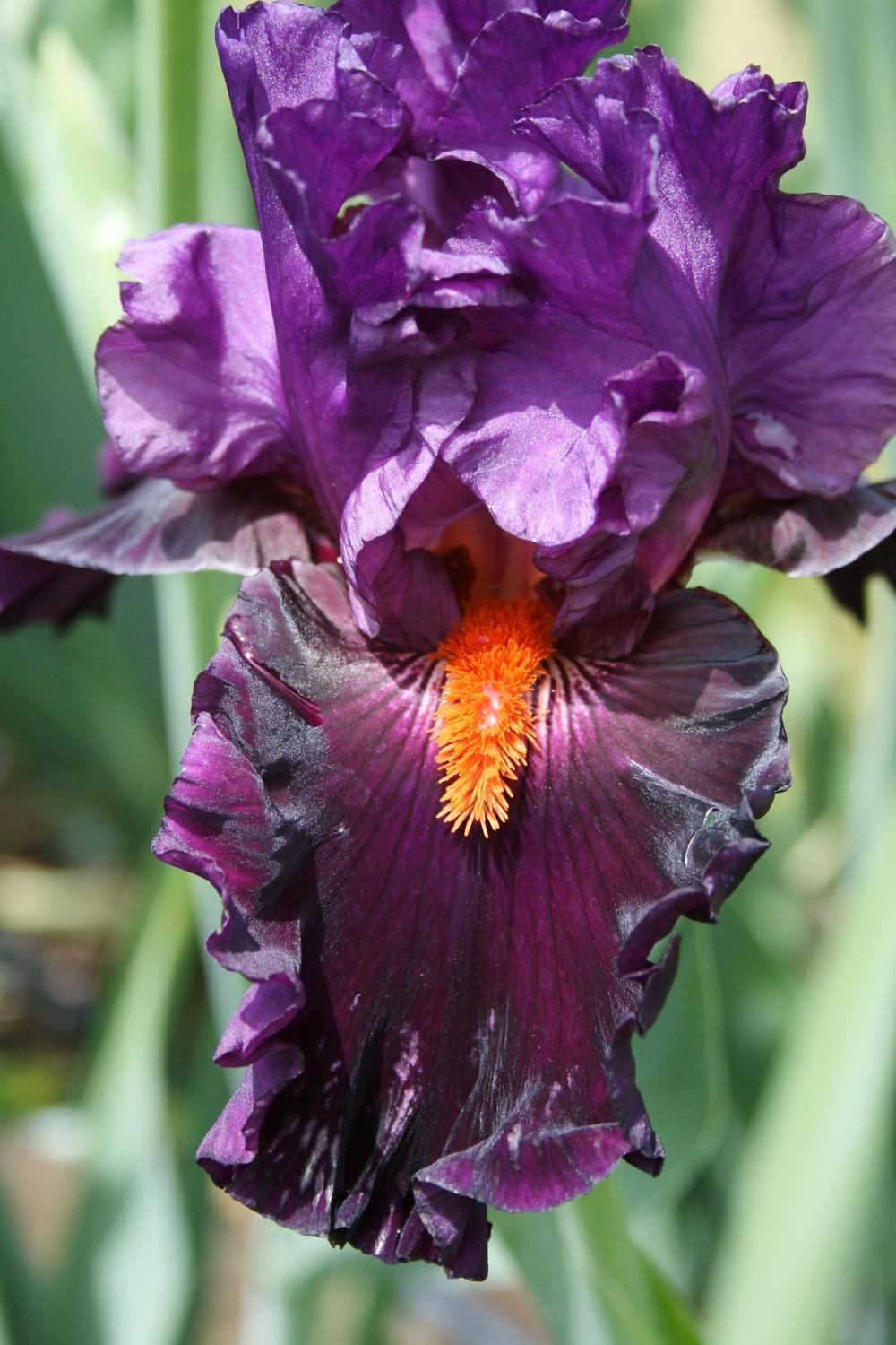Photo of Tall Bearded Iris (Iris 'Sharp Dressed Man') uploaded by Calif_Sue