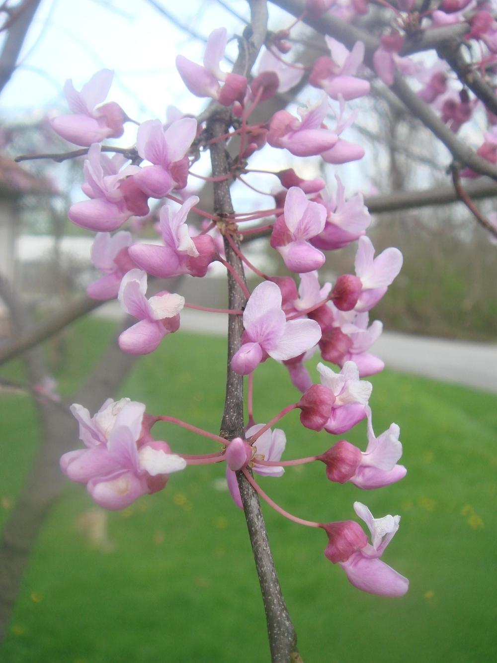 Photo of Eastern Redbud (Cercis canadensis 'Forest Pansy') uploaded by Cat