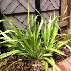 Location: In backyard garden, Elk Grove, CA
Date: 2014-4-27
Yellow wave plant