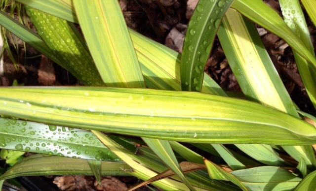 Photo of New Zealand Flax (Phormium tenax 'Yellow Wave') uploaded by Ecograndma