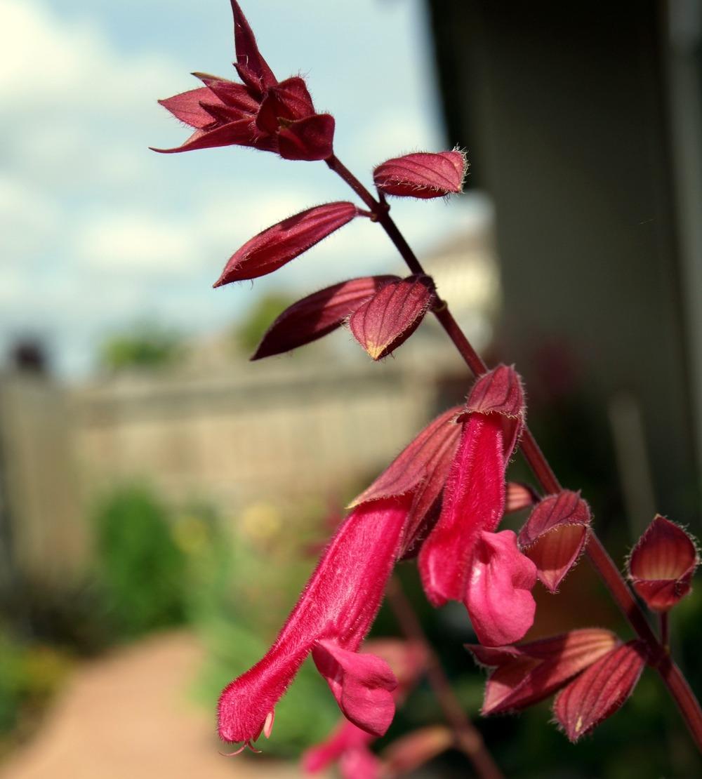 Photo of Salvia 'Wendy's Wish' uploaded by Ecograndma