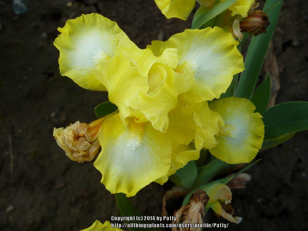 Photo of Standard Dwarf Bearded Iris (Iris 'Twitter') uploaded by Patty