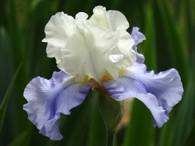 Photo of Tall Bearded Iris (Iris 'Stairway to Heaven') uploaded by Sheridragonfly