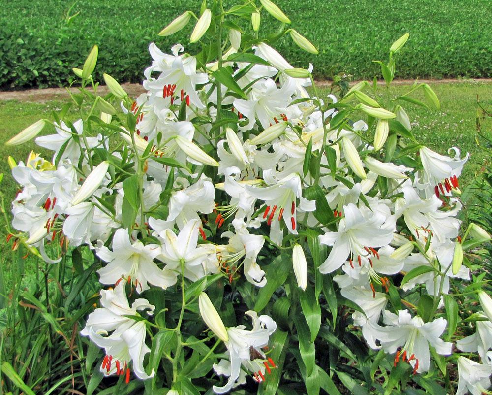 Photo of Oriental Lily (Lilium 'Casa Blanca') uploaded by TBGDN