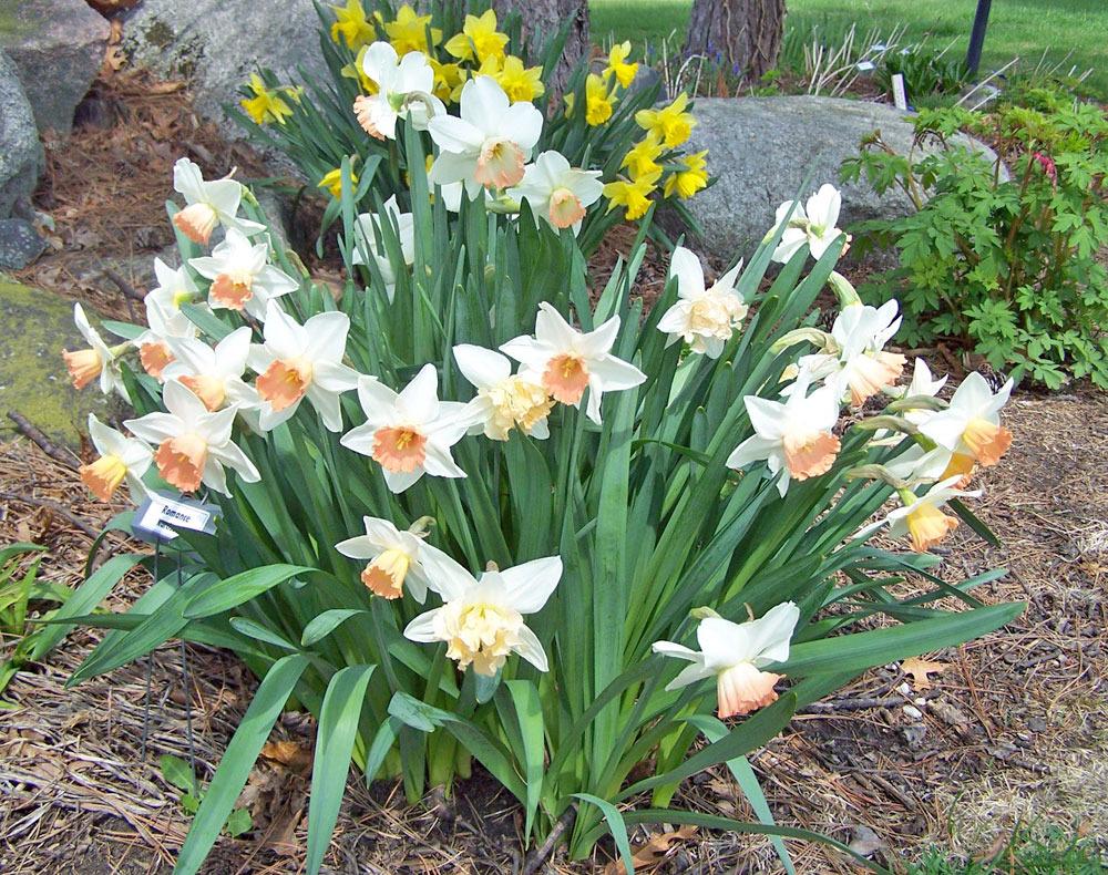 Photo of Large-cupped Daffodil (Narcissus 'Romance') uploaded by TBGDN