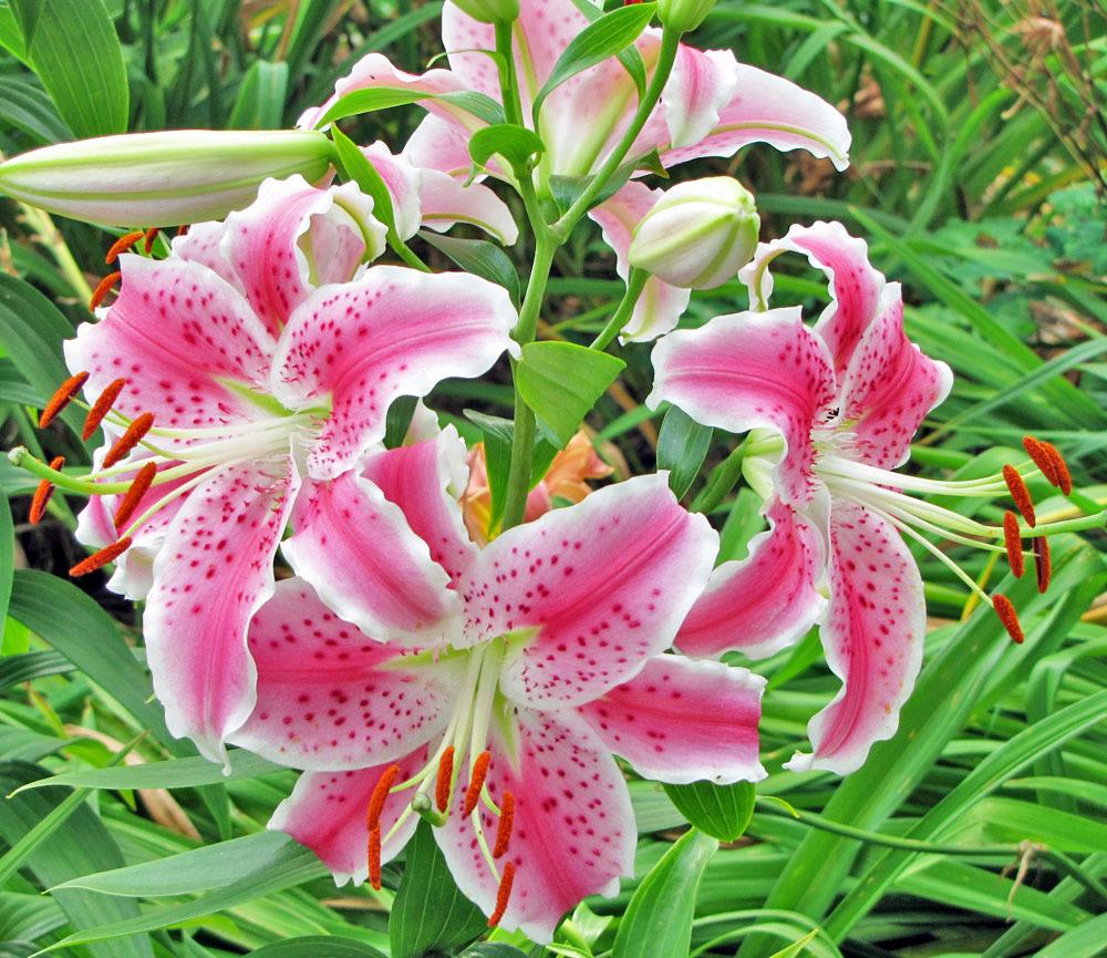 Photo of Oriental Lily (Lilium 'Star Gazer') uploaded by TBGDN