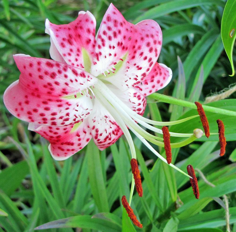 Photo of Rubrum Lily (Lilium speciosum var. speciosum) uploaded by TBGDN