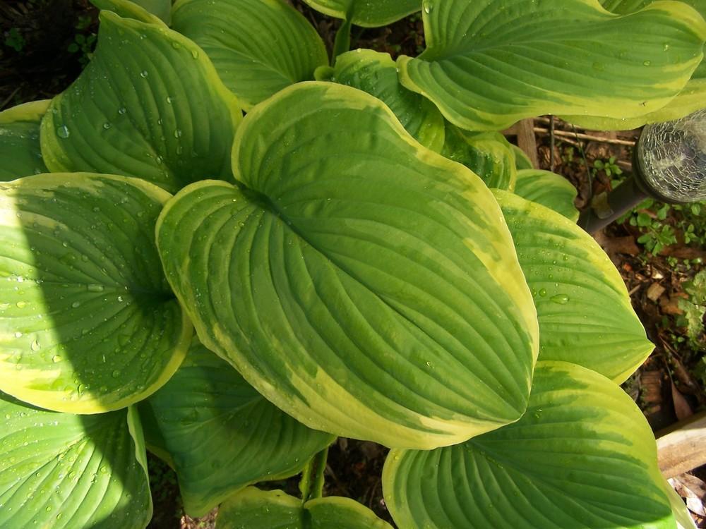 Photo of Hosta 'Fragrant Bouquet' uploaded by chickhill