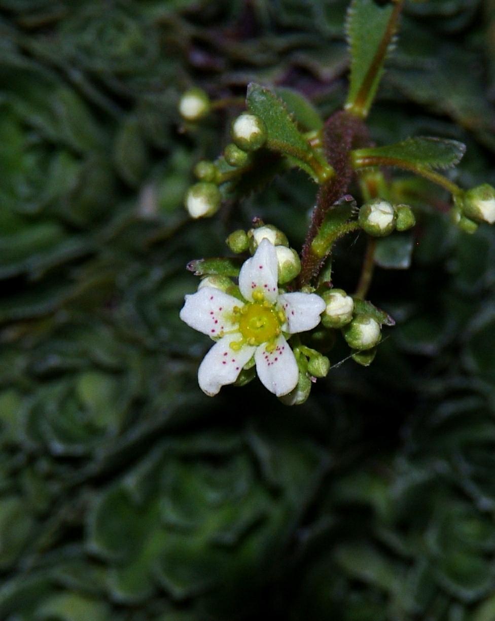Photo of Saxifrage (Saxifraga) uploaded by dirtdorphins