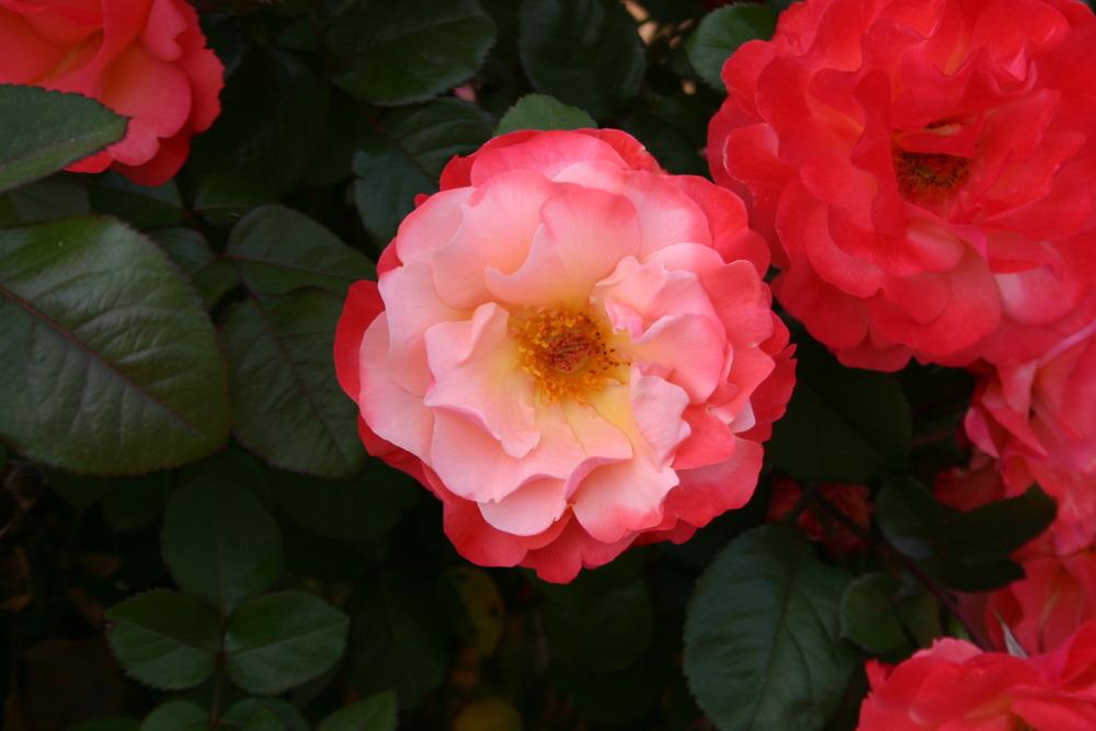 Photo of Rose (Rosa 'Colorific') uploaded by jon