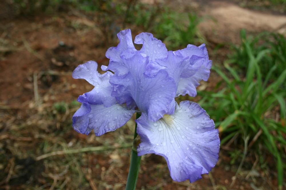 Photo of Tall Bearded Iris (Iris 'Blue Note Blues') uploaded by jon