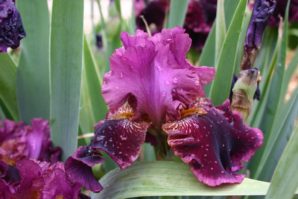 Photo of Border Bearded Iris (Iris 'Autumn Wine') uploaded by jon
