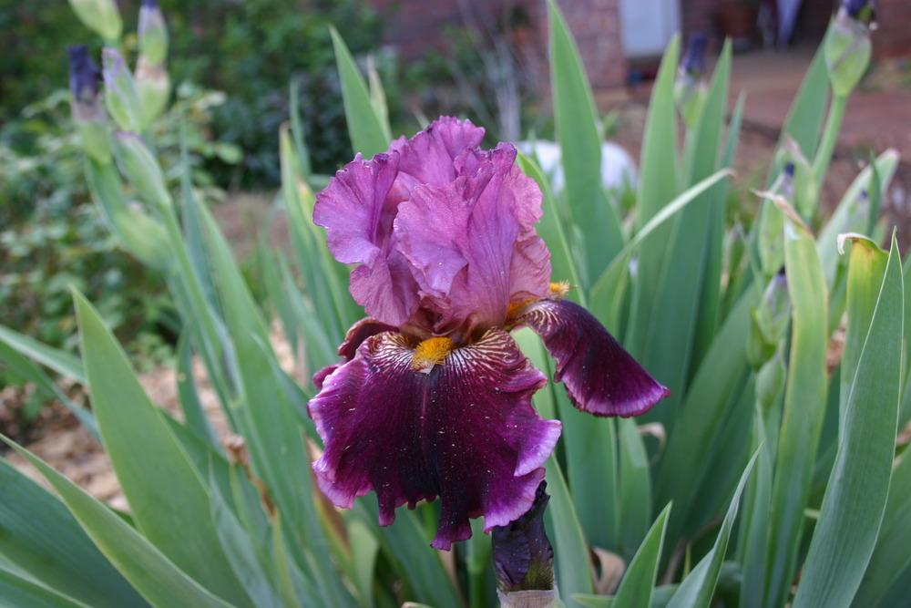 Photo of Border Bearded Iris (Iris 'Autumn Wine') uploaded by jon