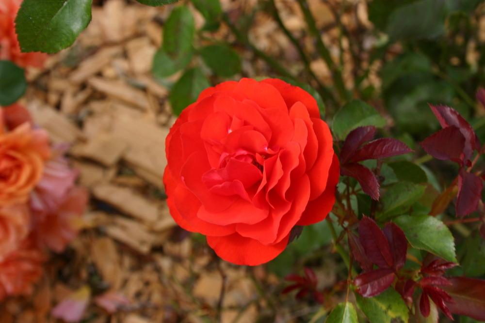 Photo of Rose (Rosa 'Trumpeter') uploaded by jon