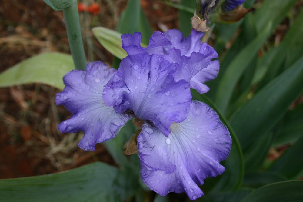 Photo of Tall Bearded Iris (Iris 'Blue Note Blues') uploaded by jon