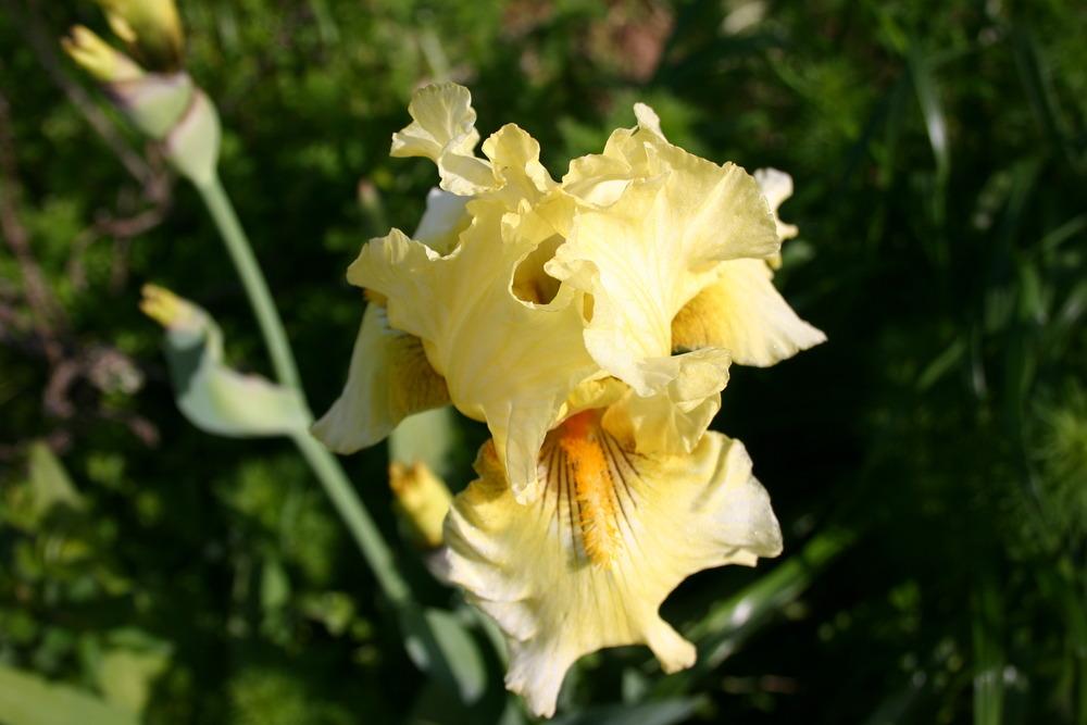 Photo of Irises (Iris) uploaded by jon