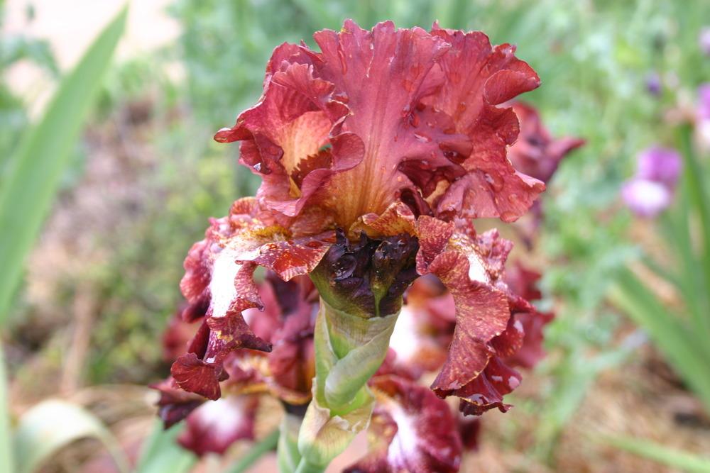 Photo of Tall Bearded Iris (Iris 'Spice Lord') uploaded by jon
