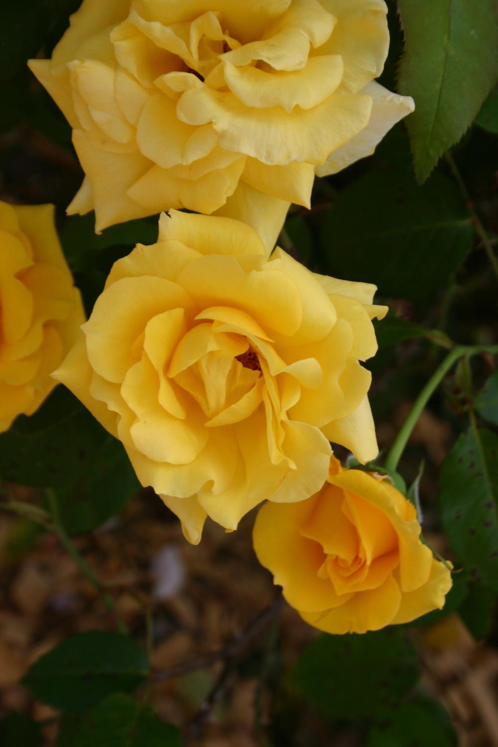 Photo of Rose (Rosa 'Nacogdoches') uploaded by jon