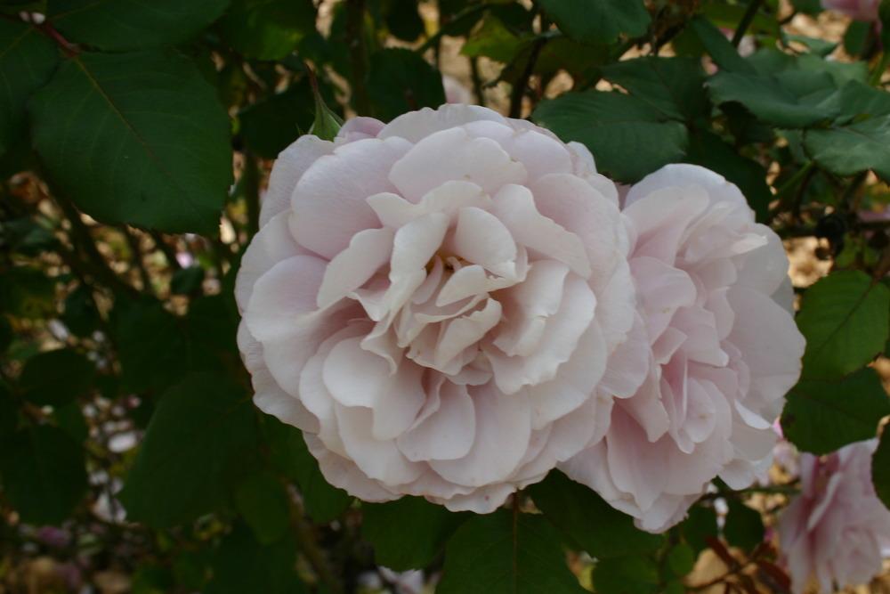 Photo of Rose (Rosa 'Distant Drums') uploaded by jon
