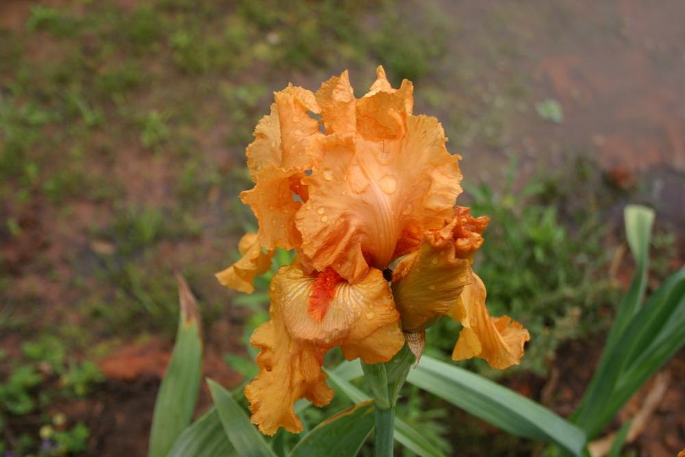 Photo of Tall Bearded Iris (Iris 'Savannah Sunset') uploaded by jon