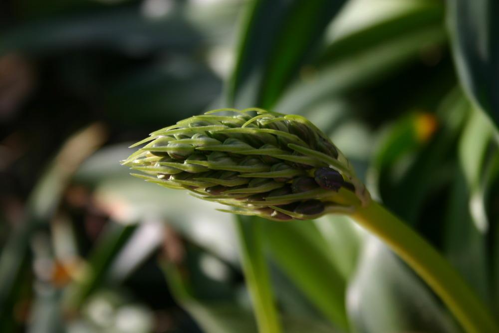 Photo of Peruvian Lily (Scilla peruviana) uploaded by jon