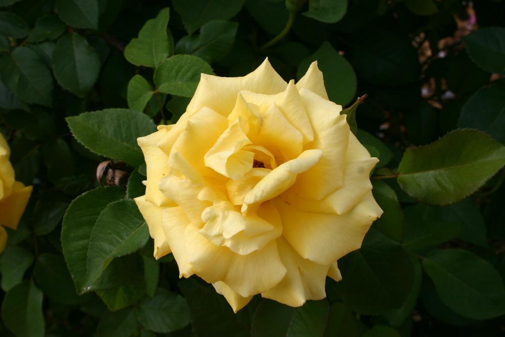 Photo of Rose (Rosa 'Nacogdoches') uploaded by jon