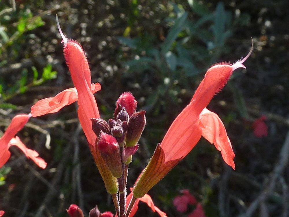 Photo of Autumn Sage (Salvia greggii) uploaded by robertduval14