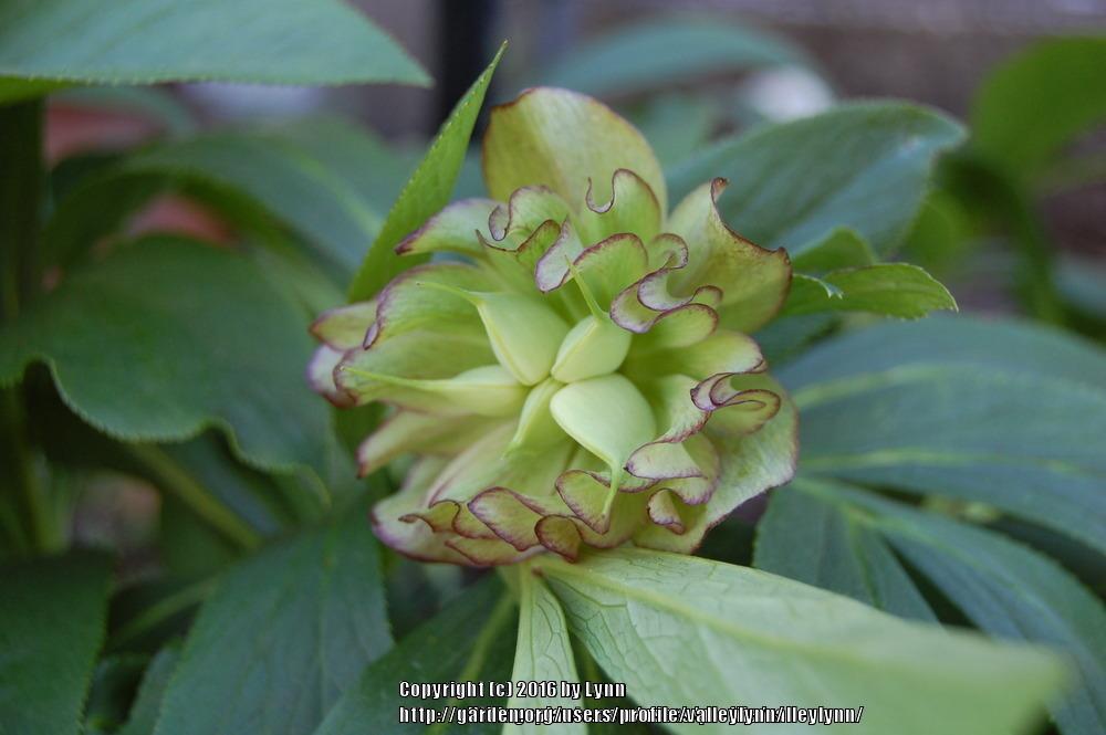 Photo of Hellebore (Helleborus Winter Jewels™ Rose Quartz) uploaded by valleylynn