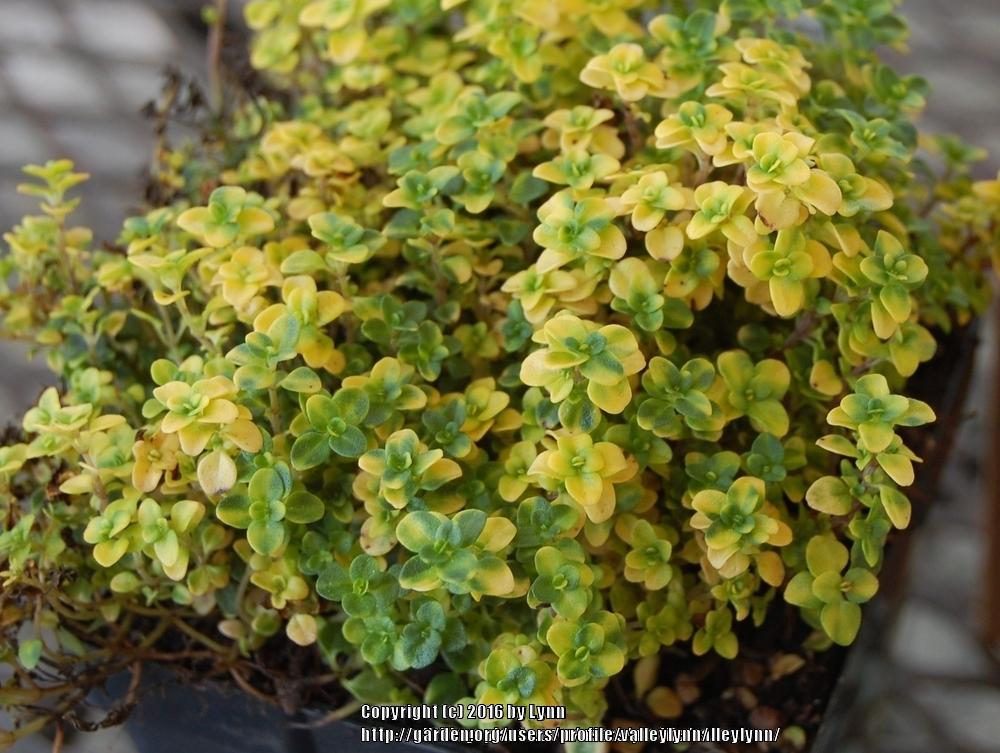 Photo of Creeping Thyme (Thymus 'Doone Valley') uploaded by valleylynn