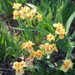 Location: My garden in Southeast Virginia
Date: 2014-04-26