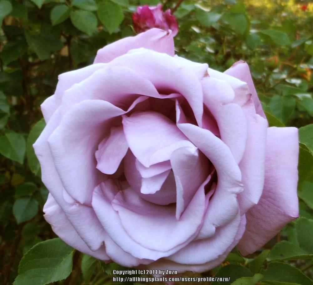 Photo of Rose (Rosa 'Charles de Gaulle') uploaded by zuzu