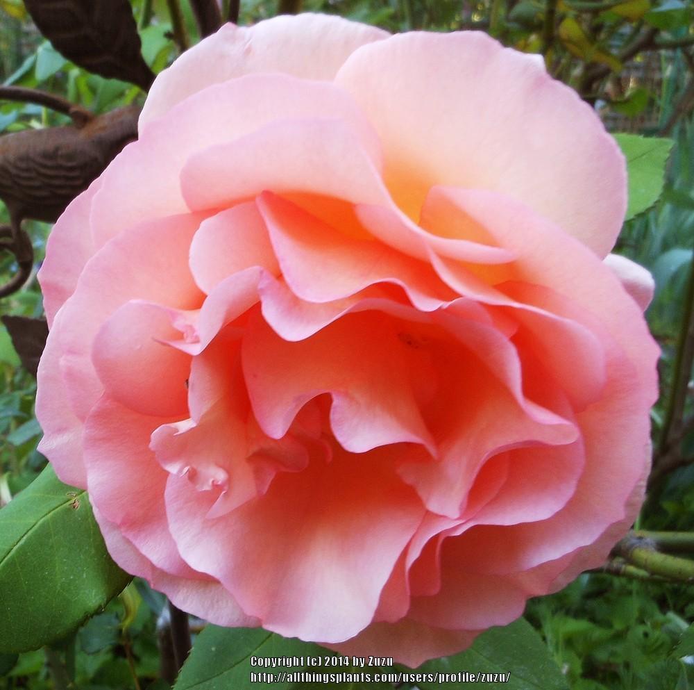 Photo of Rose (Rosa 'Apricot Nectar') uploaded by zuzu