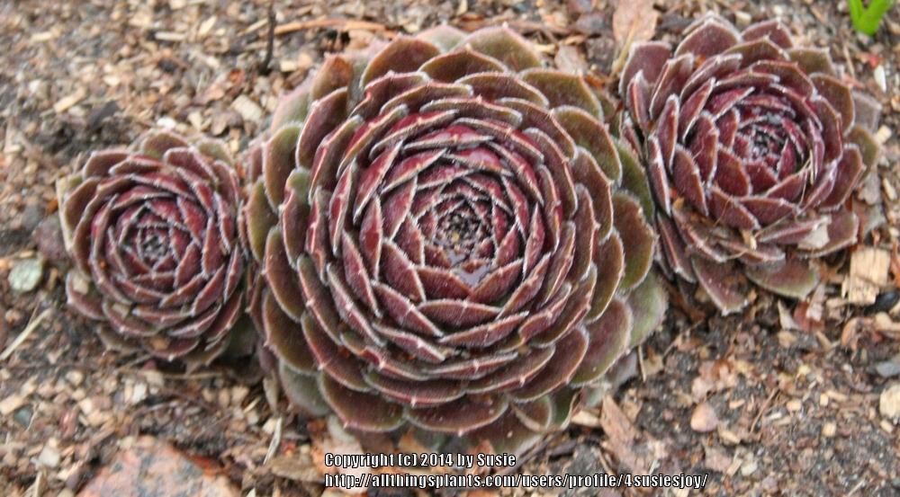 Photo of Hen and Chicks (Sempervivum 'Director Jacobs') uploaded by 4susiesjoy