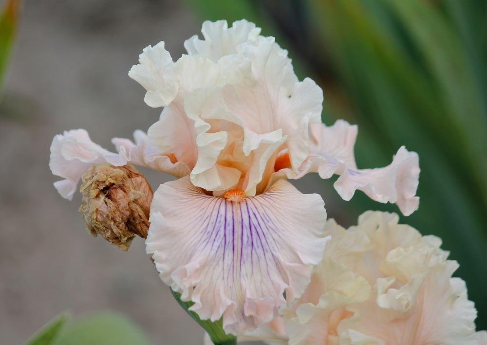 Photo of Tall Bearded Iris (Iris 'Are We in Love') uploaded by ARUBA1334